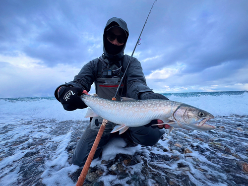 アメマスの釣果