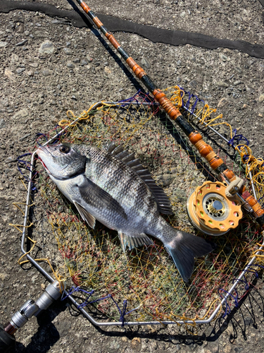 クロダイの釣果