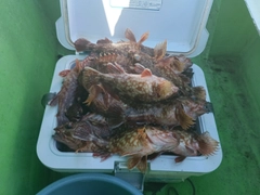 カサゴの釣果