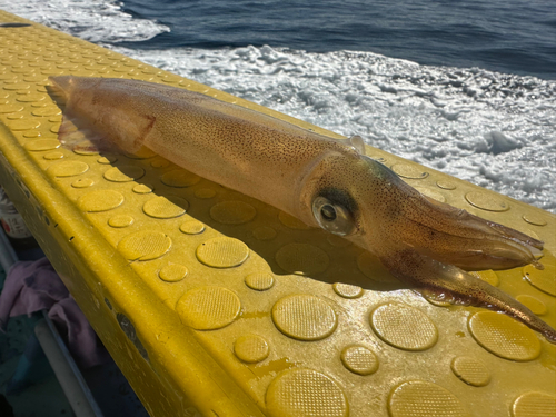 ヤリイカの釣果