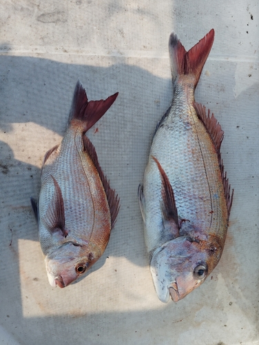 マダイの釣果