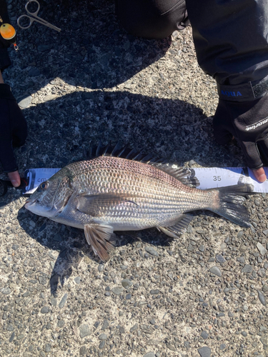 クロダイの釣果