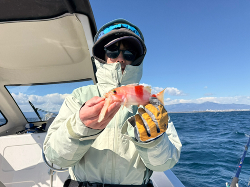 アズマハナダイの釣果