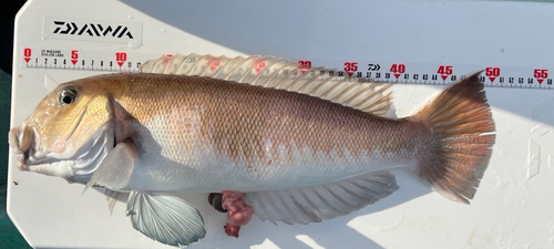 シロアマダイの釣果