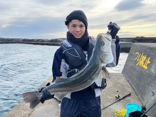 スズキの釣果