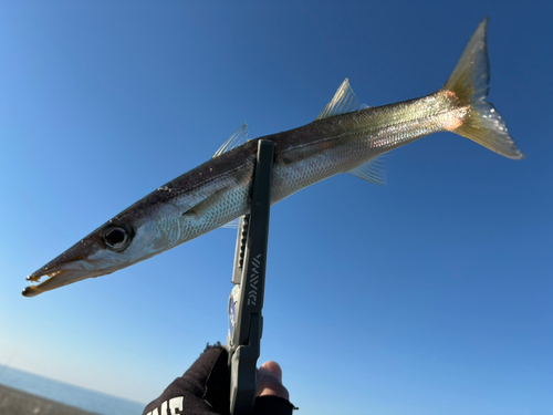 アカカマスの釣果