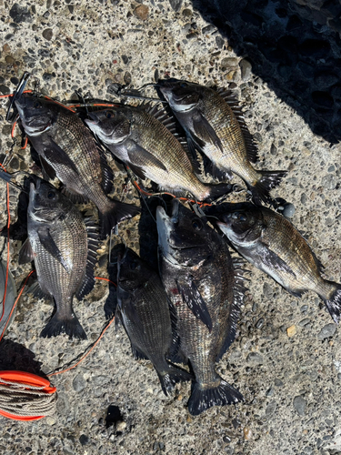 クロダイの釣果