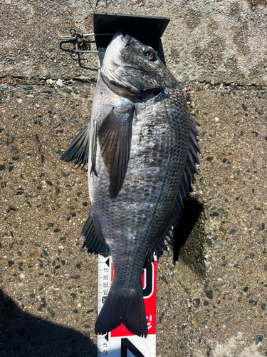 チヌの釣果