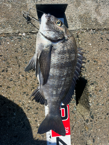 チヌの釣果