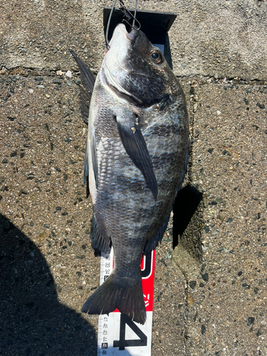 チヌの釣果