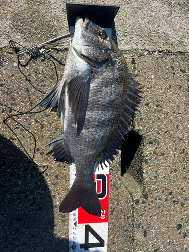 チヌの釣果