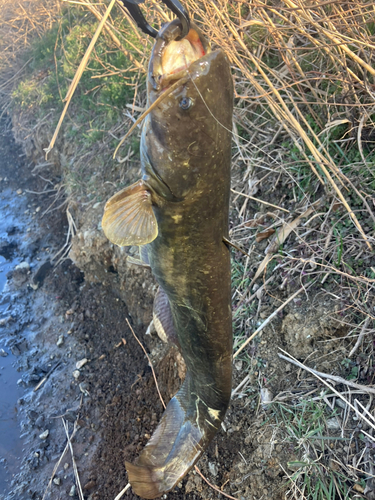 ナマズの釣果