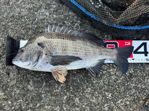 チヌの釣果