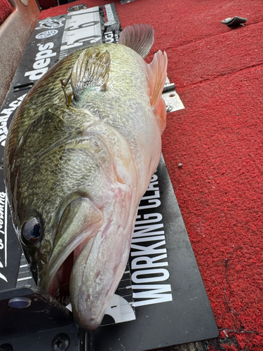 ブラックバスの釣果