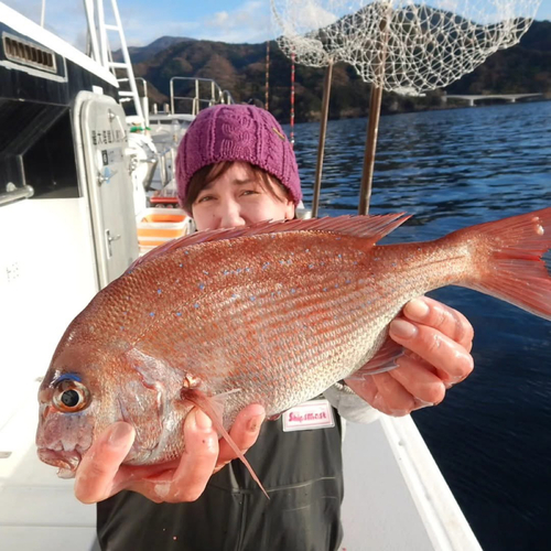 マダイの釣果