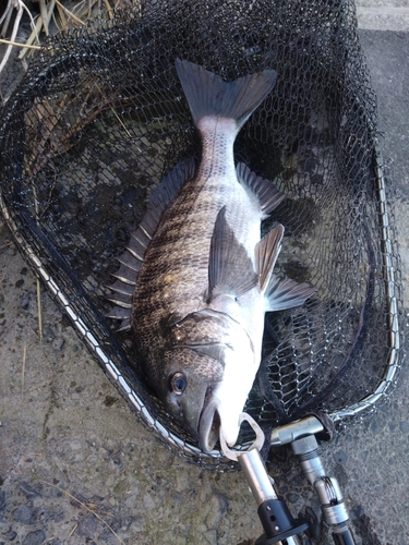 クロダイの釣果