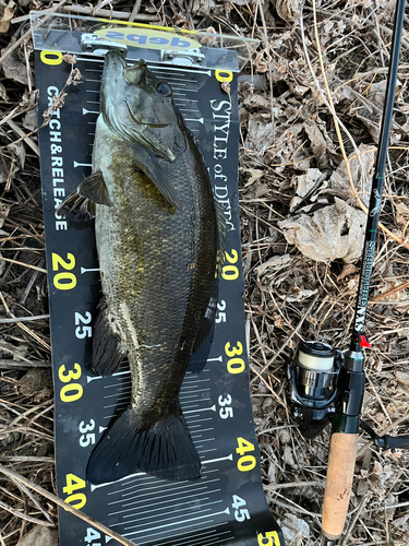 スモールマウスバスの釣果