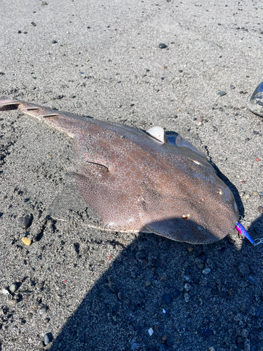 カスザメの釣果