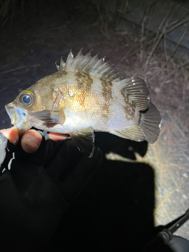 メバルの釣果