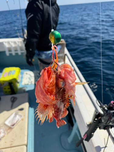 カサゴの釣果