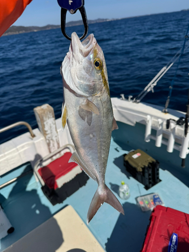 カンパチの釣果