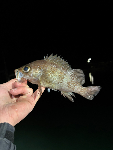 アカメバルの釣果