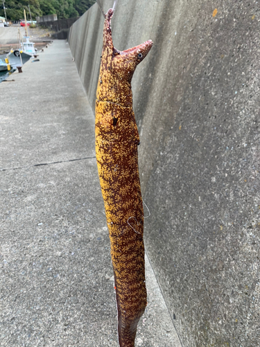 ウツボの釣果