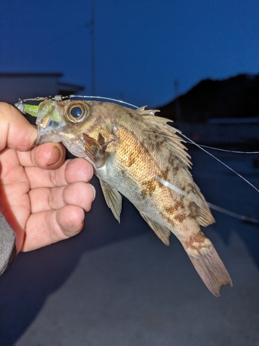 メバルの釣果