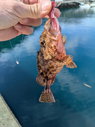 アラカブの釣果