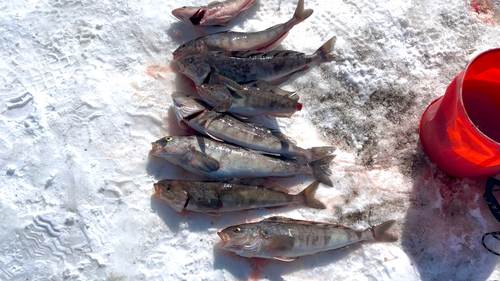 ホッケの釣果