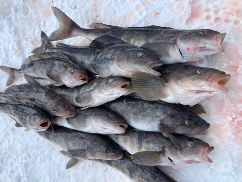 ホッケの釣果