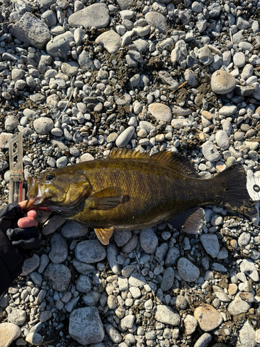 スモールマウスバスの釣果