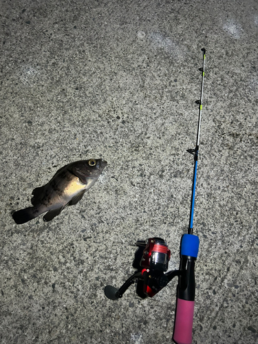 メバルの釣果