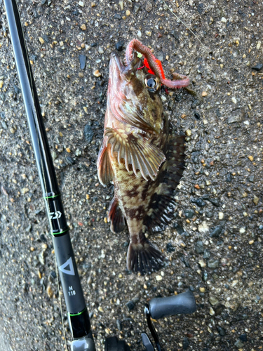 カサゴの釣果