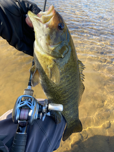 スモールマウスバスの釣果