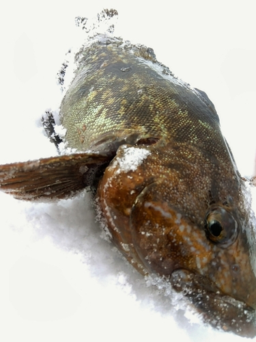 アイナメの釣果