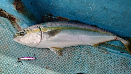 ワラサの釣果