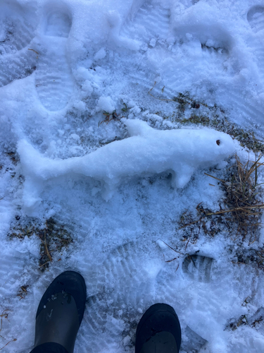 ワカサギの釣果