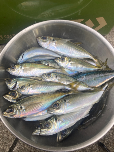 アオアジの釣果