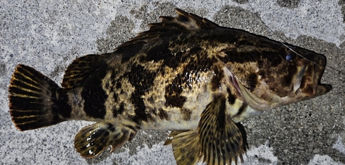 タケノコメバルの釣果