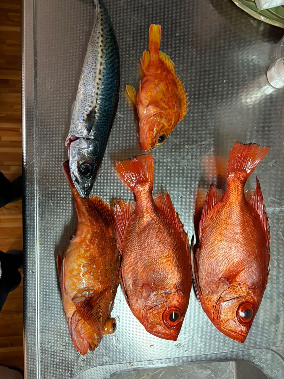 ホッター Dさんの釣果 1枚目の画像