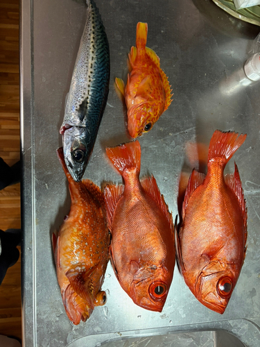 チカメキントキの釣果