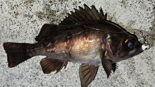 メバルの釣果