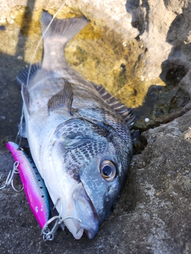 チヌの釣果