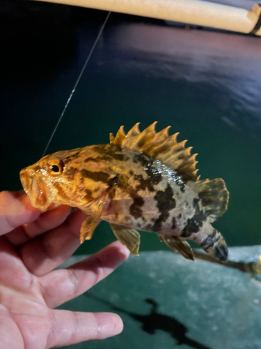 タケノコメバルの釣果