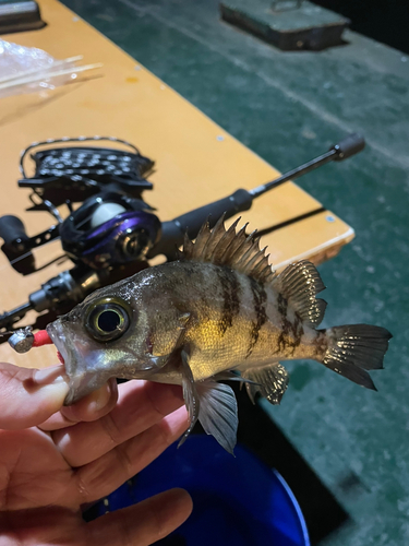 メバルの釣果