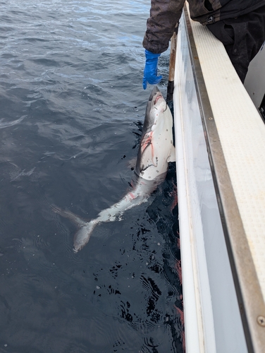 サメの釣果