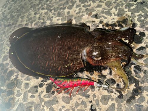 モンゴウイカの釣果