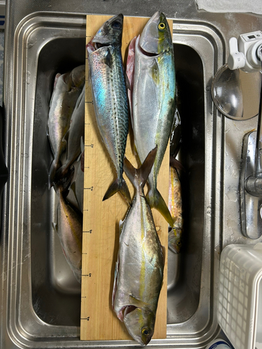 ショゴの釣果