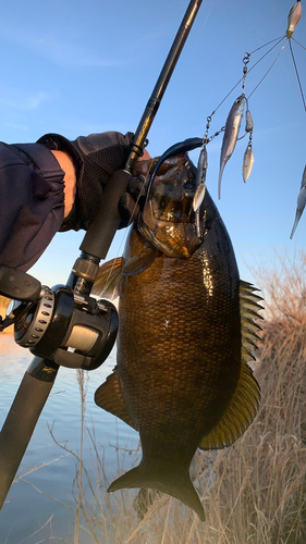 スモールマウスバスの釣果